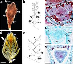 Image result for Hypolytrum goetghebeur