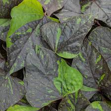 Image result for Ipomoea richardsiae