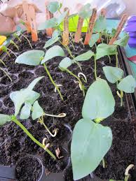 Tanam kacang panjang di pot atas rumah subur tanpa pupuk kimia hanya tanah hitam dan kompos berbuah lebat rasanya manis. Tanamsendiri Com Grow Your Own Menyemai Kacang Panjang