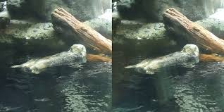海遊館 アリューシャン列島 ラッコ(sea otter：イタチ科) その3 ラッコは良質の毛皮を持つために乱獲されたが、現在は保護政策によって数が回復しつつある。 ←back next→ アリューシャン列島 トップにもどる 海遊館トップにもどる æƒ…å ±ã‚'çœ¼ã§ã†ã'ã¨ã‚Šåˆ¤æ–­ã™ã‚‹ æµ·éŠé¤¨ 2 ã‚¢ãƒªãƒ¥ãƒ¼ã‚·ãƒ£ãƒ³åˆ—å³¶ ç™ºæƒ³æ³• æƒ…å ±å‡¦ç†ã¨å•é¡Œè§£æ±º