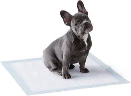 Agak males kan w nya . Amazon Com Amazon Basics Dog And Puppy Pads Leak Proof 5 Layer Pee Pads With Quick Dry Surface For Potty Training Regular 22 X 22 Inches Pack Of 100 Pet Supplies