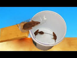 How To Make A Plastic Mouse Trap Keri Mousetrap Video Using Video Surveillance 33 Youtube Homemade Mouse Traps Mouse Traps Best Mouse Trap