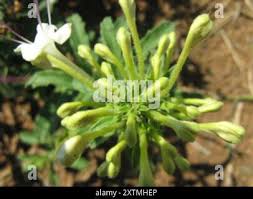 Image result for Clerodendrum ternatum