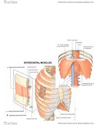 Often muscle spasms within the rib cage area are benign and caused by external forces such as injury. Anat 101 Lecture Notes Winter 2013 External Intercostal Muscles Central Tendon Of Diaphragm Internal Intercostal Muscles
