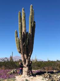 No es una planta elegante como un rosal o delicada como una hortensia. Sahuaro En Sevilla Cactofilos