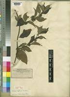 Image result for Sabicea venosa