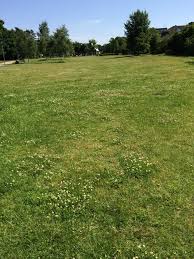 Ameisen Im Rasen Bekampfen Mit Hausmittel