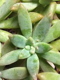 We did not find results for: Please Help Brown Spots On My Succulents