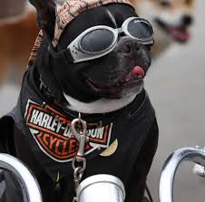 Pin By Gokhan Yavuz On Animals Harley Davidson Dog Biker Dog Dogs