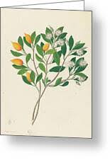 Image result for Mimusops obovata