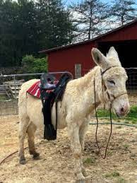 In general, a mule can be packed with dead weight up to 20% of its body weight, or around 90 kg (198 lb). Can You Ride A Donkey How Much Weight Can A Donkey Carry