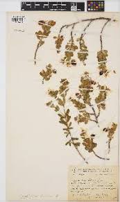 Image result for Zygophyllum leucocladum