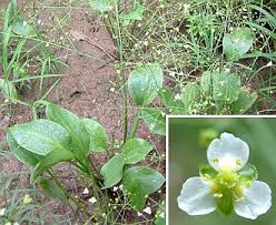 Image result for Alismataceae