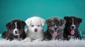4k Wallpaper Pc 3840x2160 Japanese Dogs Cute Animals Japanese Akita