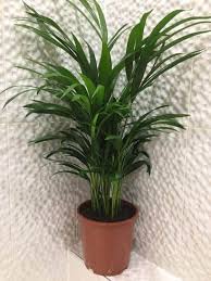 Image result for Dypsis lutescens
