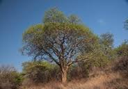 Image result for Commiphora tenuipetiolata