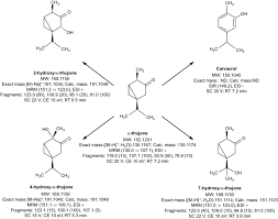 The Overall In Vitro Scheme Of A Thujone Metabolism In Human Liver Download Scientific Diagram