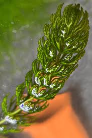 Image result for Ceratophyllum demersum