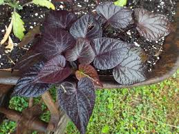 Got a bleeding heart plant that always looks spindly, yellow and barely producing any flowers? Photo Of The Entire Plant Of Sweet Potato Vine Ipomoea Batatas Sidekick Black Heart Posted By Poisondartfrog Garden Org