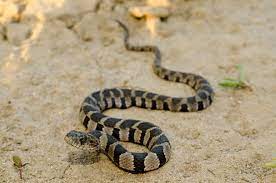 Nerodia Sipedon Pleuralis Midland Watersnake Midland Reptiles And Amphibians Pretty Snakes