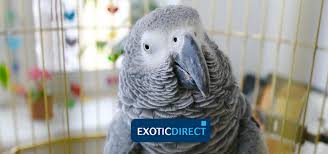 Meanings and origins, popularity, pronunciations, sibling names, surveys.and add your own insights! Parrot Names Male Female Famous And Not So Famous Exoticdirect
