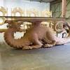 Speaking of dragon coffee tables, coffee table materials are available in a wide variety too. 1