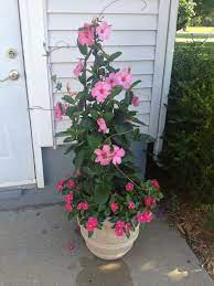 Pin On Container Gardening