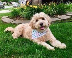 Maybe you would like to learn more about one of these? Heartland Goldens And Mini Goldendoodles Goldendoodles And Golden Retrievers Yorktown Breeders Puppies In