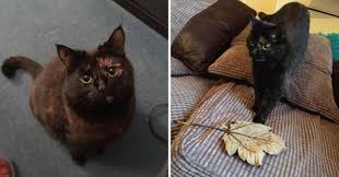 Your cat headbutts you out of love. Signs That Prove Whether Or Not Your Cat Actually Loves You