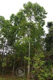 Image result for Eucalyptus torelliana
