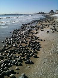 Holy Clams Revere Beach Beach Revere