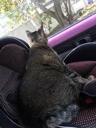 Merenung ke luar jendela , bayu pagi meniup lembut , lihat bintang di angkasa. Merenung Ke Luar Jendela Semasa Dalam S I Home Shelter Facebook