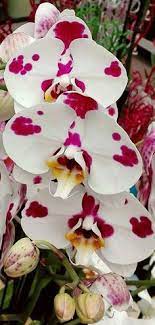 Flowers Cvety Quotes About Flowers Citaty O Cvetah Comunidad Google Orchids Cymbidium Orchids Unusual Flowers Orchid Plants