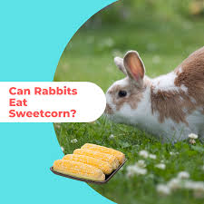 Glad i could be of assistance. Can Rabbits Eat Sweetcorn 5 Reasons Why We Advise Not