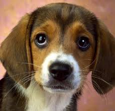 Is Your Child Ready For First Grade 1979 Edition Cute Beagles Beagle Puppy Beagle Dog