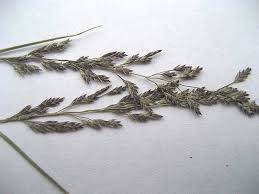 Image result for Eragrostis punctiglandulosa