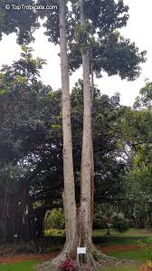 Image result for Sterculia appendiculata