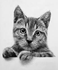 7299ba8eaf468be3853620586f582754 Jpg 500 594 Realistic Cat Drawing Animal Drawings Cat Drawing