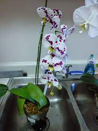 Orchid Obsession Watering Orchids Without Ice Cubes Orchids In Water Orchids Watering