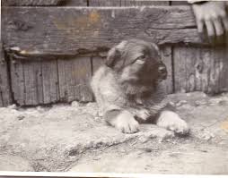 Poze caini ciobanesc romanesc de bucovina magdalovecipri. Cainele CiobÄƒnesc Romanesc O Abordare PlurivalentÄƒ VÄƒzutÄƒ Dinspre Voinesti Covasna LimbaromanÄƒ Org