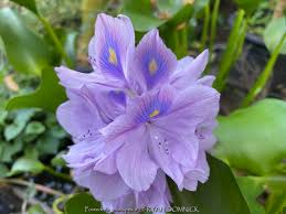 Image result for Pontederia crassipes