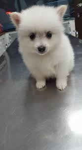 Klinike Veterinare Haxhi Allmuca