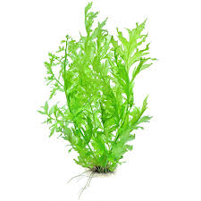 Image result for Ceratopteris