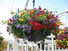The plants will die at the first hint of frost, but it's easy to pot up a few cuttings for the next season. Mixed Basket Scaevola Lantana Calibrachoa Outdoor Flowers Container Gardening Flowers