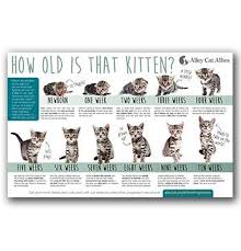 How Old Is That Kitten Kitten Guide Alley Cat Allies