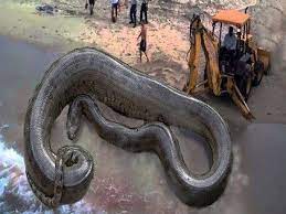 Review For The Black Artists Of Caam S L A Blacksmith Metal Has Meaning Giant Anaconda World Biggest Snake World S Largest Snake
