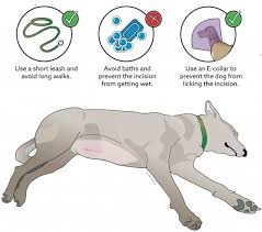 This is a commonly performed procedure. Spaying In Dogs Vca Animal Hospital