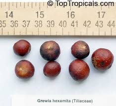 Image result for Grewia microthyrsa