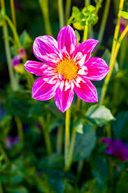 30 Pretty Flower Images Best Types Of Flowers For Your Garden See actions taken by the people who manage and post content. 30 pretty flower images best types of