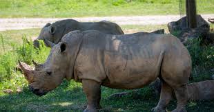 Image result for Rinorea laurentii